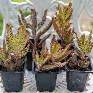 LIVE PLANT Mother of Thousands plugs and potted succulent (Grown in the UK) Kalanchoe daigremontiana l Devil&#39;s Backbone l Mexican Hat Plant