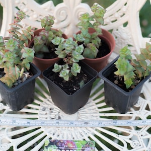 May include: Four small potted succulent plants with green and red leaves. The plants are in black square pots and are sitting on a white metal chair.