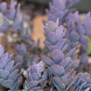 Kalanchoe ‘Lavender Scallops’ – Bryophyllum Fedtschenkoi – Well rooted succulent (UK Grown) - Rare Unique Funky Collectors Houseplant