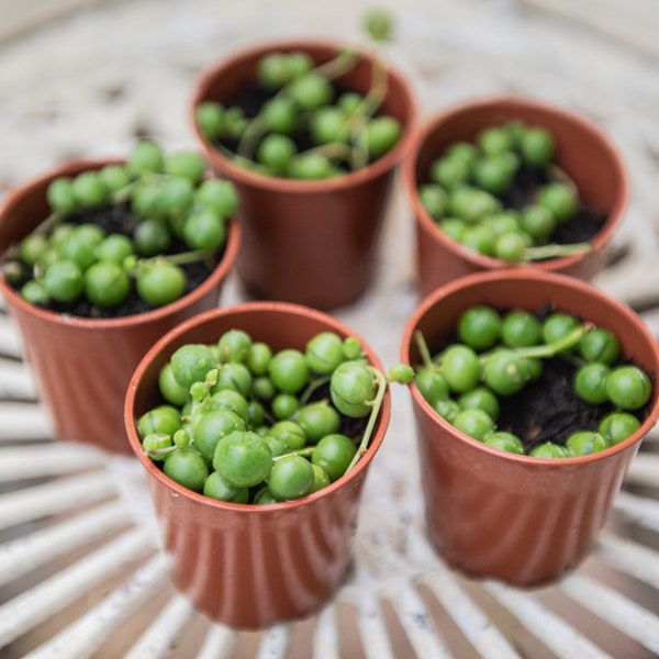 LIVE Potted Plants - Senecio Rowleyanus 'String of Pearls' - Well rooted UK grown succulents - Trailing / Creeping