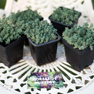 May include: Four small black pots containing green succulent plants. The pots are arranged on a white, decorative table. A business card for "Corside Nursery" is in the foreground.