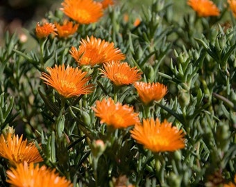 Orange Lampranthus - Ice Plants - Drought Tolerant - Coastal Hardy - Trailing - Outdoor Succulent