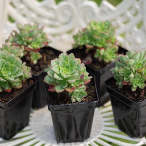 May include: Five small black pots containing green and red succulents. The succulents have a rosette shape and are arranged in a circle on a white surface.
