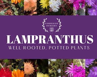 Potted Lampranthus (Ice Plants) well-rooted plants - Coastal Hardy Outdoor Succulent