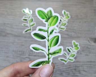 Ficus Elastica | Sticker