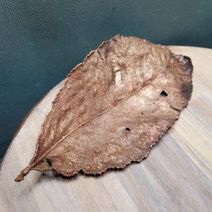 Copper Electroformed leaf. Copper plated leaf. Turning real leaves into copper.