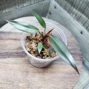 Philodendron Black Majesty. Rooted plant.