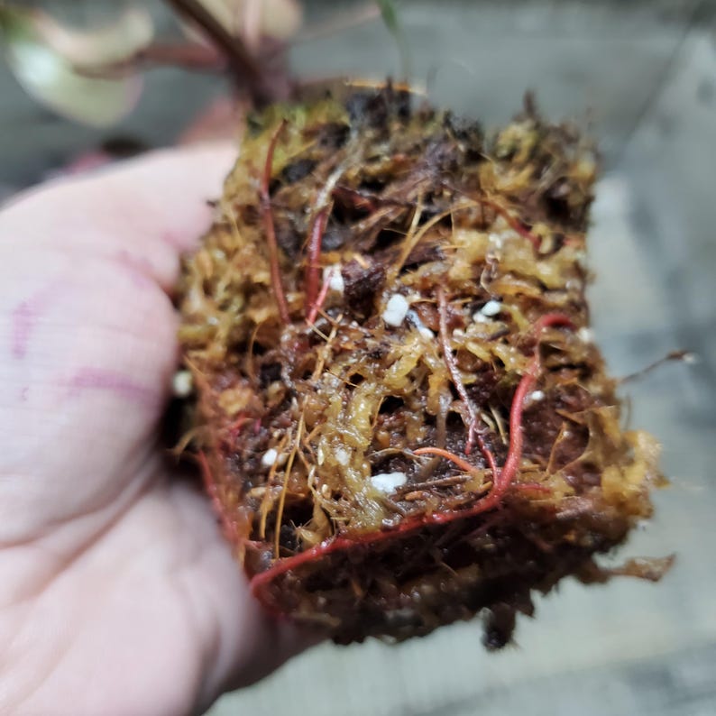 Philodendron Pink Princess, Rooted Plant. Etsy