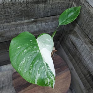 Albo Monstera borsigiana, Small form, variegated, Rooted plant.