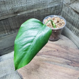 Monstera Sierrana, lightly rooted mid- cutting.