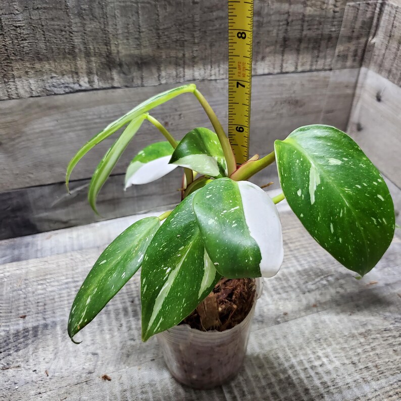 Philodendron White Princess, Rooted Plant. Etsy