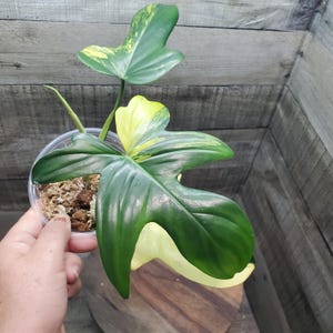 Variegated Philodendron Pedatum, Rooted plant.