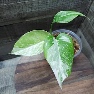 Small Albo Monstera borsigiana, variegated, Rooted 3 leaf baby plant. Small form.