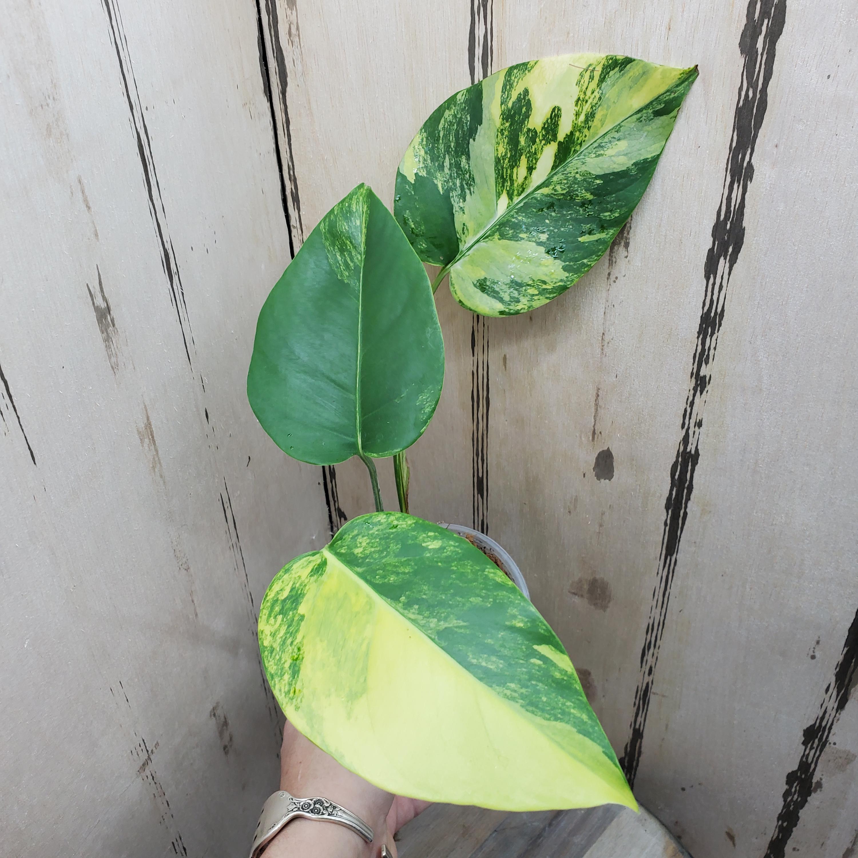 philodendron erubescens green Philodendron Erubescens 'Imperial Green' L main image 1