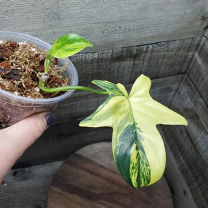 Variegated Philodendron Pedatum, Lightly Rooted, baby plant.