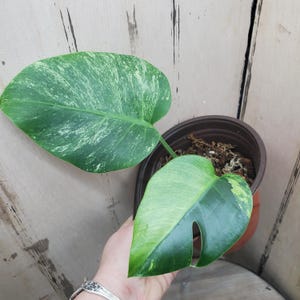 May include: A set of three ceramic nesting bowls in shades of blue, green, and white. The bowls feature a speckled glaze and a simple, modern design. The largest bowl is approximately 6 inches in diameter.