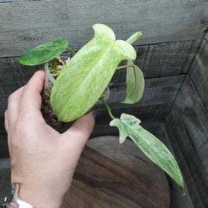 Florida Ghost Philodendron, small, rooted plant.