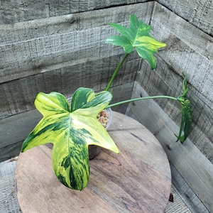 Variegated Philodendron Pedatum, lightly Rooted top cut