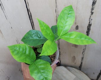 Reverted Variegated Zamioculcas, unknown cultivator, possibly 'Hawaiian' or 'Wild' form. Rooted zz plant. C