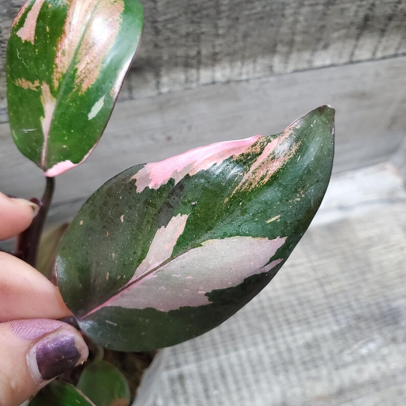 Philodendron Pink Princess, Rooted Plant. Etsy