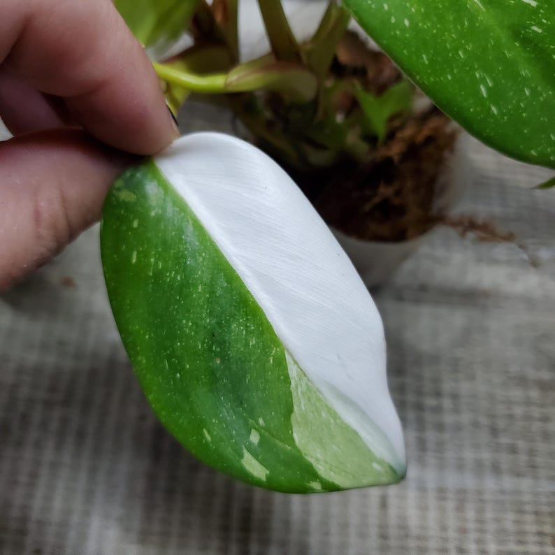 Philodendron White Princess, Rooted Plant. Etsy
