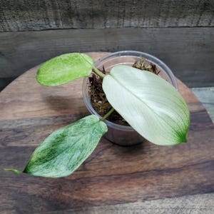 Florida Ghost Philodendron, small, rooted plant.