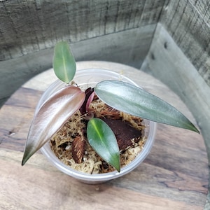 Philodendron Black Majesty. Rooted plant.