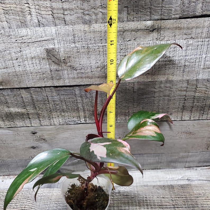 Philodendron Pink Princess, Rooted Plant. Etsy
