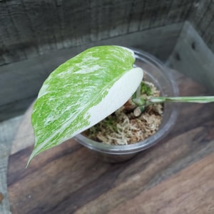 Small Albo Monstera borsigiana, Small form, variegated, Lightly Rooted baby plant.