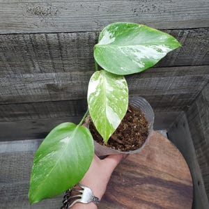 Albo Monstera borsigiana, Small form, variegated, Rooted plant.