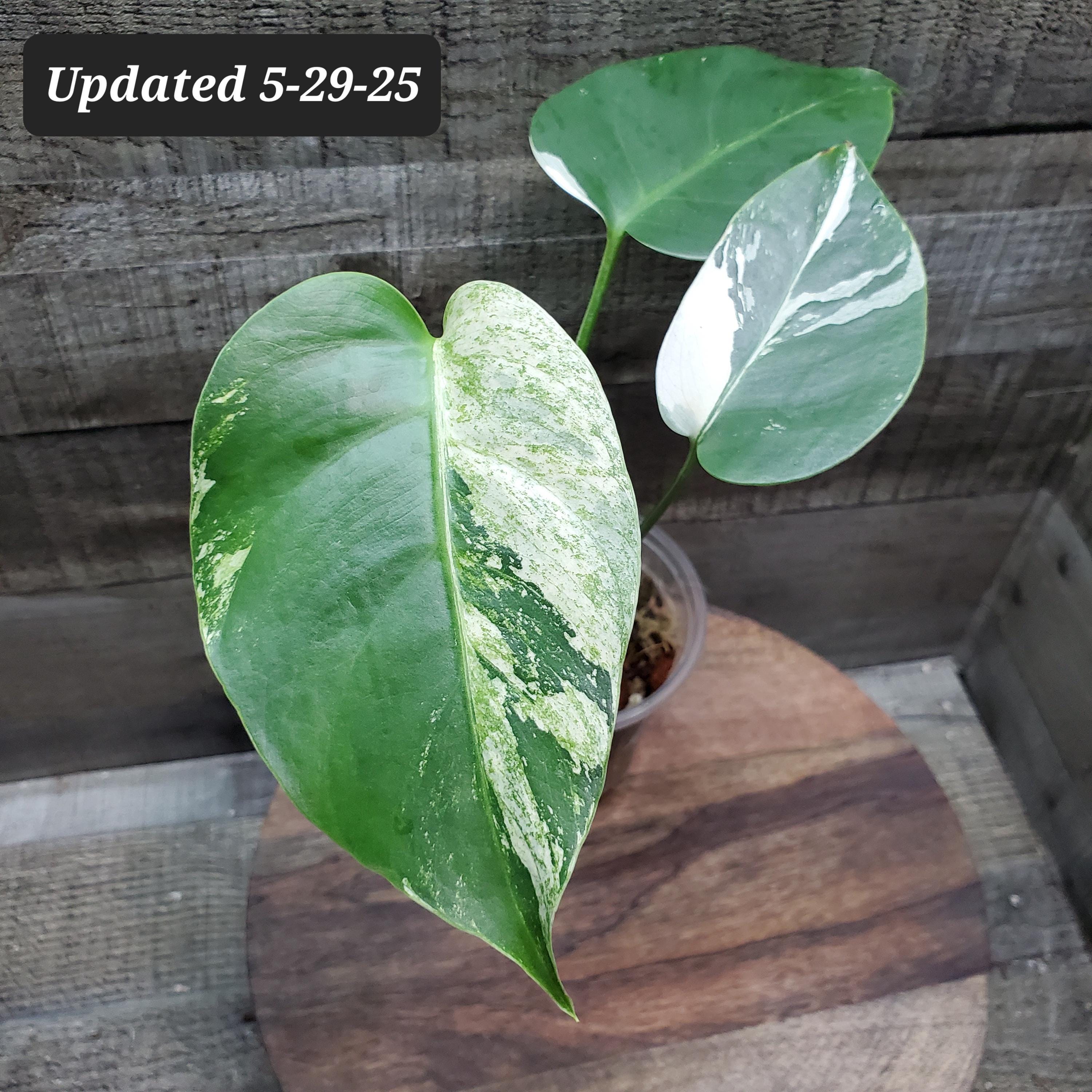 Mint Monstera NOID, aka Barry's 'Jungle Mint'. Rooted plant. *Not a TC Large form Mint.