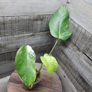 Albo Monstera borsigiana, Small form, variegated, Rooted plant