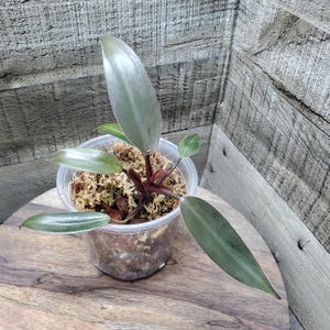 Philodendron Black Majesty. Rooted plant.