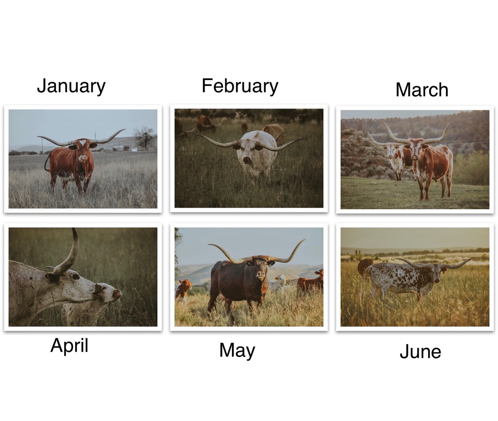 2021 Texas Longhorn Calendar Etsy