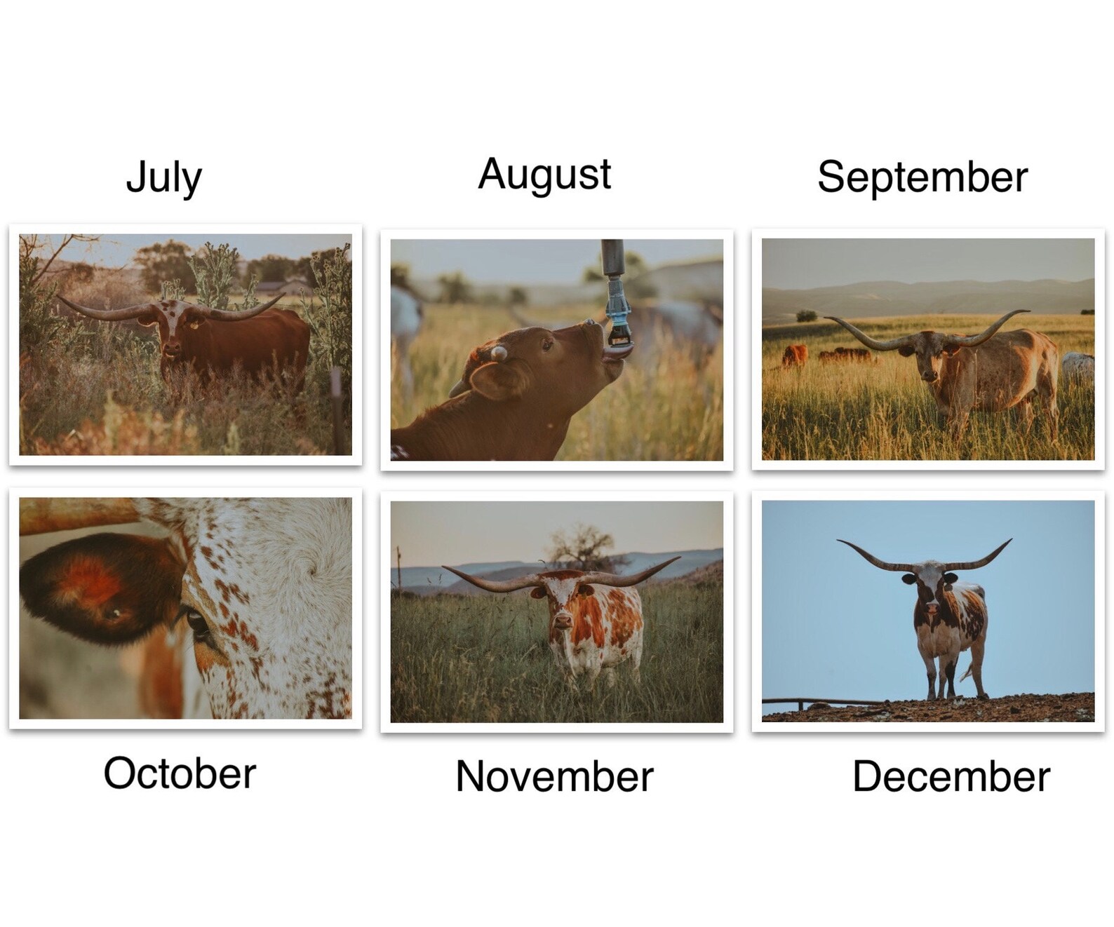 2021 Texas Longhorn Calendar Etsy