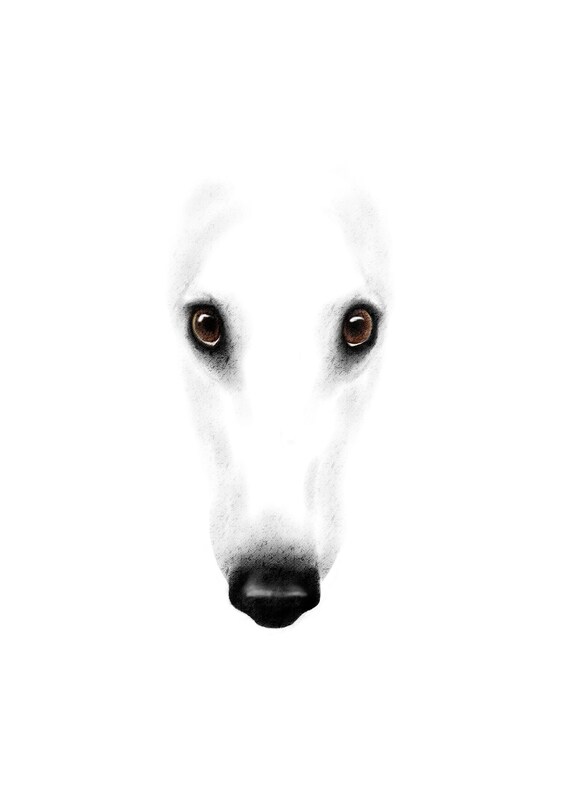 white whippet