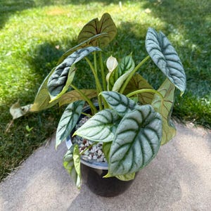 Alocasia Silver Dragon Corm + Self Watering Corm Cup
