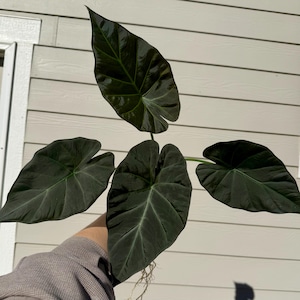 Alocasia Regal Shield Corms - Etsy