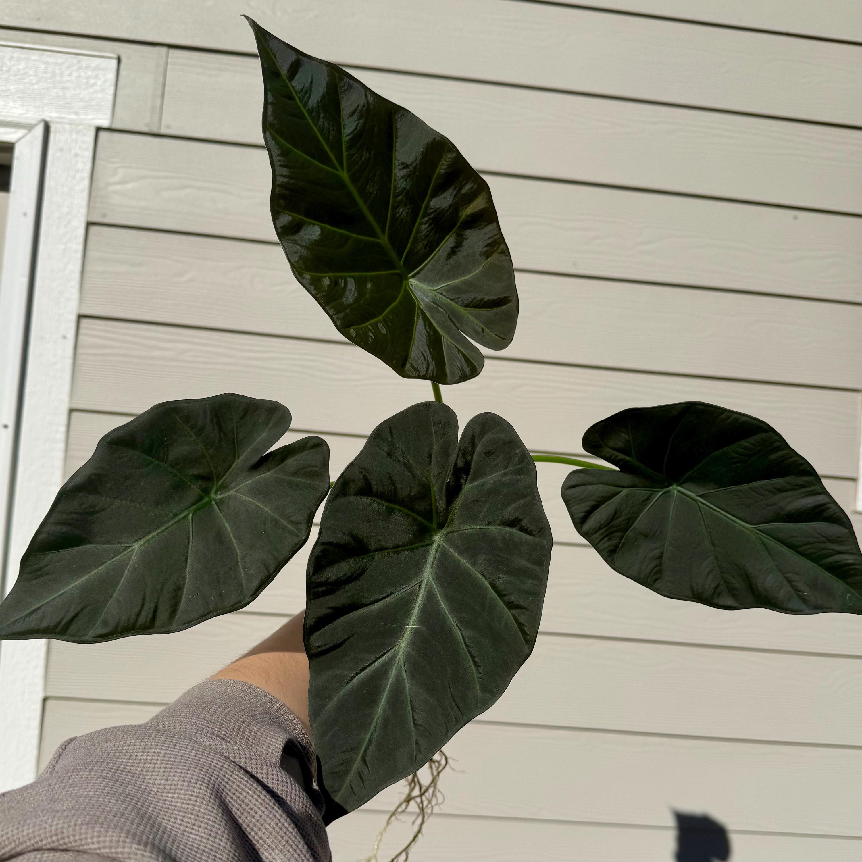 Alocasia Regal Shield Corms - Etsy