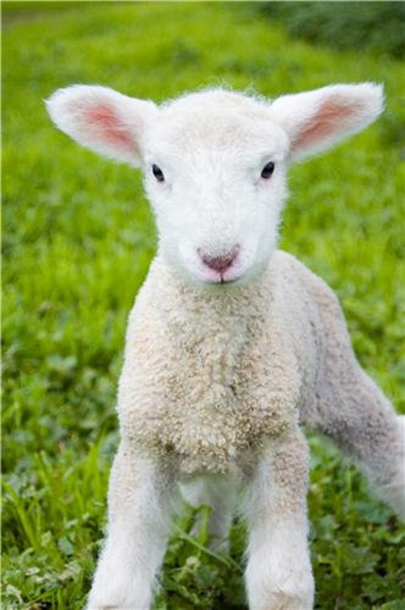 CUTE BABY LAMB Glossy Poster Picture Photo Sheep Farm Animal Zoo