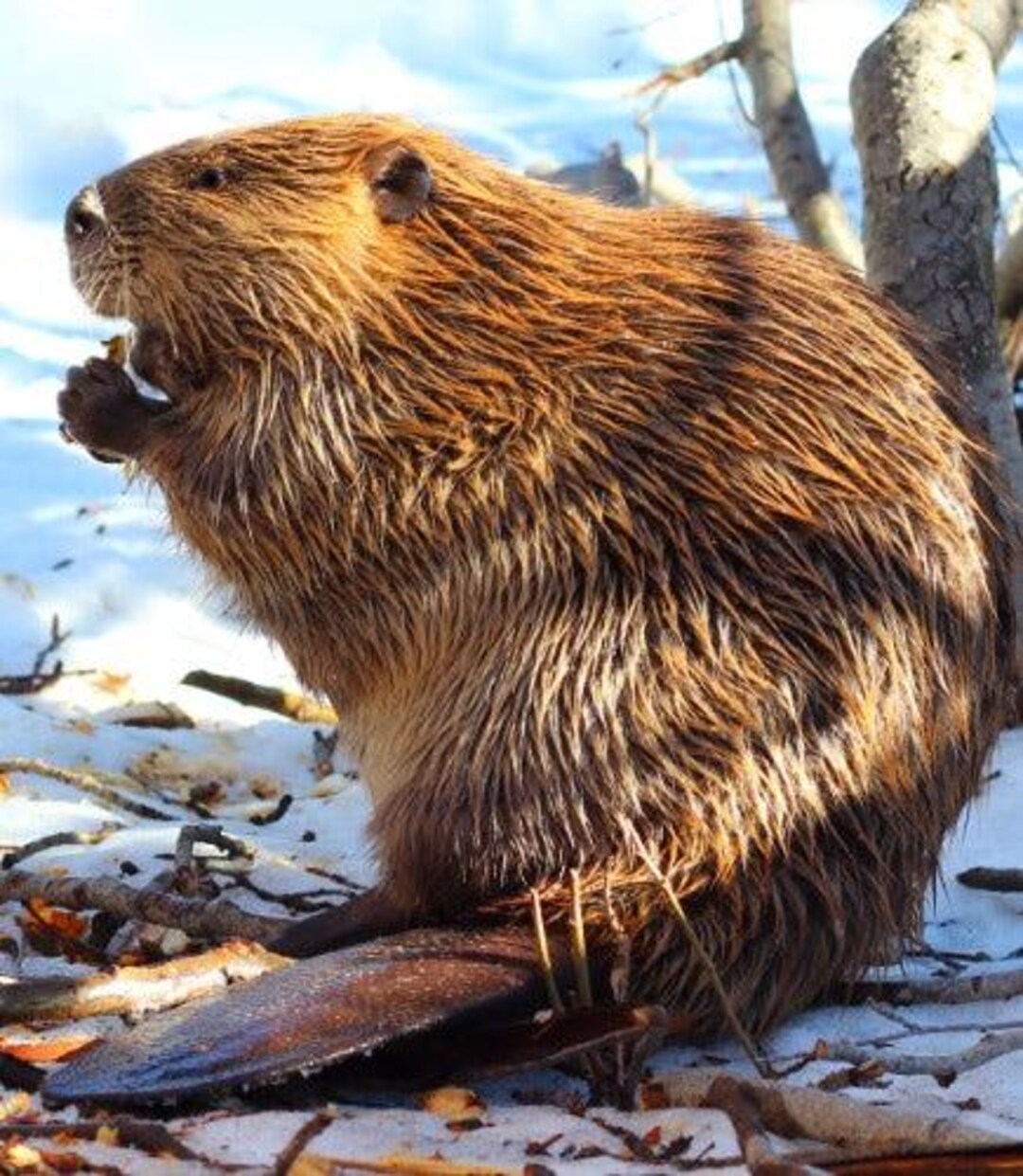 Cute Beaver Glossy Poster Picture Photo Banner Baby Rodent Kit Gopher ...