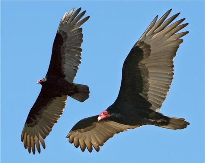 This item is unavailable Etsy