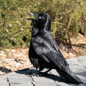 Australian Raven Bird Glossy Poster Picture Photo Banner Print Conversationprints