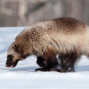 Wolverine Glossy Poster Picture Photo Banner Skunk Bear Glutton Carcajou Conversationprints