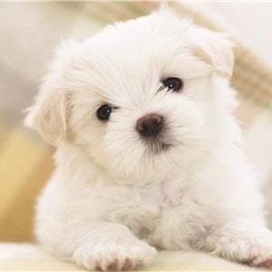 CUTE MALTESE PUPPY Glossy Poster Picture Photo dog puppies fluffy pet sweet