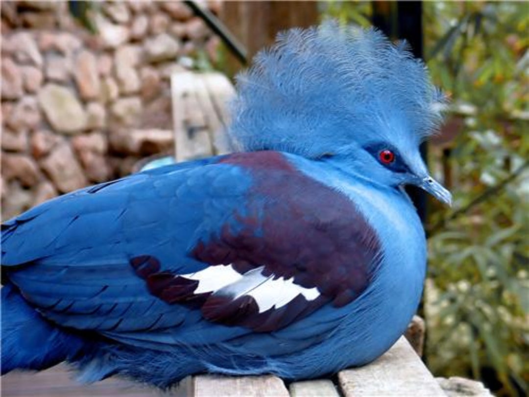 Victoria Crowned Pigeon Glossy Poster Picture Photo Blue Bird Pretty ...