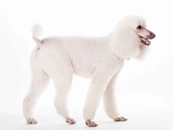 POODLE DOG GLOSSY Poster Picture Photo Print Banner White Cute - Etsy