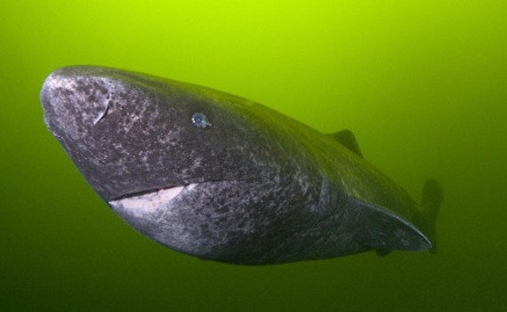 Greenland Shark Glossy Poster Picture Photo Print Gurry Grey - Etsy
