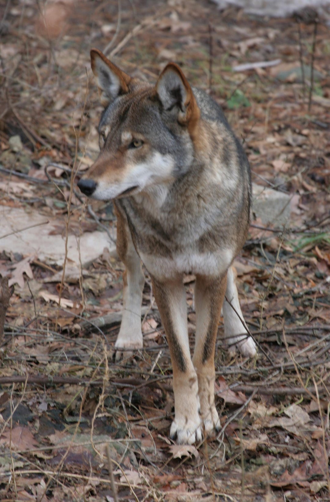 Endangered Us Red Wolf Glossy Poster Picture Photo Print Banner ...