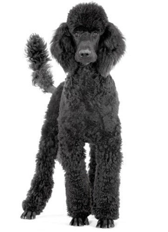 POODLE DOG GLOSSY Poster Picture Photo Print Banner Black Cute - Etsy